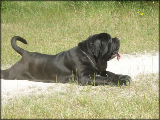 mastino napoletano: Yasmin de Azzurra